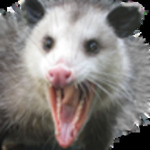 Meet your Posher, Lydia